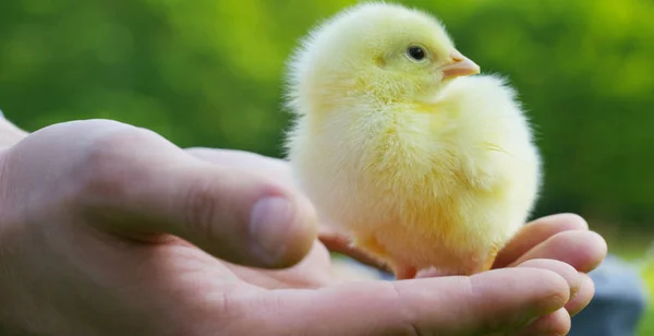 On a sunny day, little yellow chicks sitting on his hands, in the background of green grass and trees, concept: farming, ecology, bio, easter, love. — Stock Photo, Image