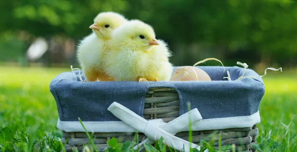 In una giornata di sole, piccoli pulcini gialli seduti in un cesto, sullo sfondo di erba verde e alberi, concetto: agricoltura, ecologia, bio, pasqua, amore . — Foto Stock