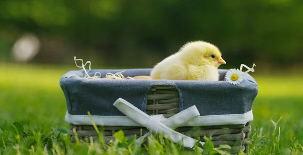 Em um dia ensolarado, filhotes amarelos sentados em uma cesta, no fundo de grama verde e árvores, conceito: agricultura, ecologia, bio, Páscoa, amor . — Fotografia de Stock