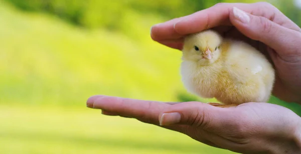 En un día soleado, pequeños polluelos amarillos sentados en sus manos, en el fondo de hierba verde y árboles, concepto: agricultura, ecología, bio, pascua, amor . — Foto de Stock