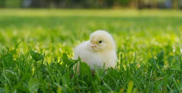 En un día soleado, pequeños polluelos amarillos sentados en la hierba, en el fondo de la hierba verde y los árboles, concepto: agricultura, ecología, bio, pascua, amor . —  Fotos de Stock