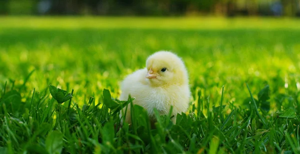 Za slunečného dne, malá žlutá kuřátka sedící v trávě, v pozadí zelené trávy a stromů, koncept: zemědělství, ekologie, bio, Velikonoce, láska. — Stock fotografie