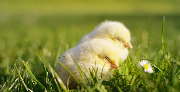 Za slunečného dne, malá žlutá kuřátka sedící v trávě, v pozadí zelené trávy a stromů, koncept: zemědělství, ekologie, bio, Velikonoce, láska. — Stock fotografie