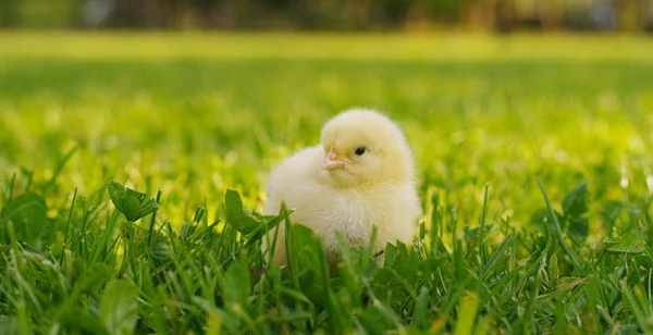 En un día soleado, pequeños polluelos amarillos sentados en la hierba, en el fondo de la hierba verde y los árboles, concepto: agricultura, ecología, bio, pascua, amor . —  Fotos de Stock