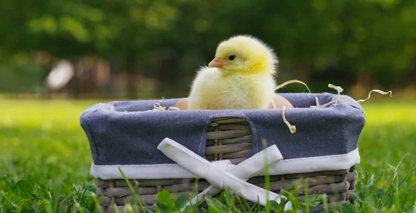 Em um dia ensolarado, filhotes amarelos sentados em uma cesta, no fundo de grama verde e árvores, conceito: agricultura, ecologia, bio, Páscoa, amor . — Fotografia de Stock