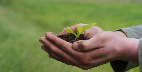 Un uomo tiene un germoglio biologico di vita nelle sue mani di lavoro con il terreno per piantare, su uno sfondo verde, concetto: stile di vita, agricoltura, ecologia, bio, amore, tradizione, nuova vita. . — Foto Stock