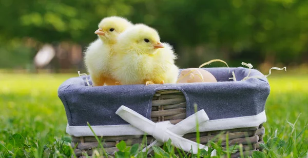 In una giornata di sole, piccoli pulcini gialli seduti in un cesto, sullo sfondo di erba verde e alberi, concetto: agricoltura, ecologia, bio, pasqua, amore . — Foto Stock