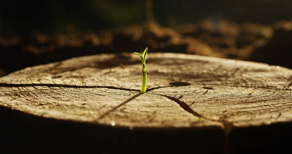 Su un ceppo bagnato c'è un nuovo germoglio con la vita, un'atmosfera magica, sullo sfondo della terra oscura, un concetto: salvare il pianeta, nuova vita, ecologia, bio, amore, tradizione, ambiente, persone future . — Foto Stock