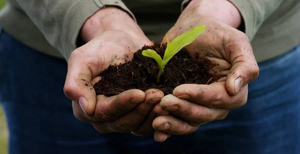 A man holds a biological sprout of life in his labor hands with the ground for planting, on a green background, concept: lifestyle, farming, ecology, bio, love, tradition, new life. — Stock Photo, Image