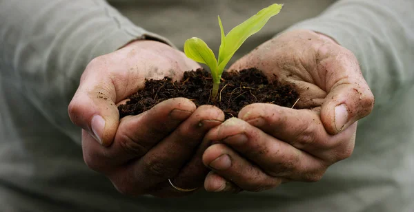 En man innehar en biologisk sprout av liv i hans arbete händer med marken för plantering, på en grön bakgrund, begrepp: livsstil, jordbruk, ekologi, bio, kärlek, tradition, nytt liv. — Stockfoto