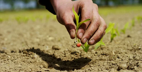 L'uomo tiene il germoglio biologico della vita nelle sue mani di lavoro e le piante nel terreno sui campi di lavoro, su uno sfondo marrone, concetto: stile di vita, agricoltura, ecologia, bio, amore, tradizione, impianto, nuova vita . — Foto Stock