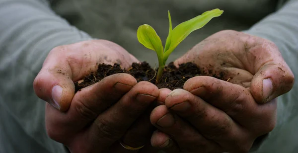 Muž drží biologické výhonek života v rukou práce se zemí po výsadbě, na zeleném pozadí, koncept: životní styl, zemědělství, ekologie, bio, láska, tradice, nový život. — Stock fotografie