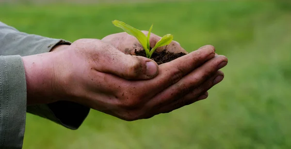 Un hombre tiene un brote biológico de vida en sus manos de trabajo con la tierra para plantar, sobre un fondo verde, concepto: estilo de vida, agricultura, ecología, bio, amor, tradición, nueva vida . — Foto de Stock