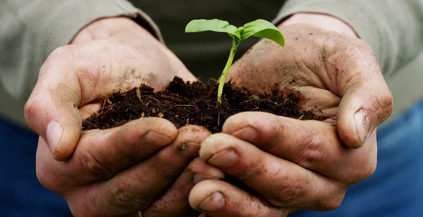 En man innehar en biologisk sprout av liv i hans arbete händer med marken för plantering, på en grön bakgrund, begrepp: livsstil, jordbruk, ekologi, bio, kärlek, tradition, nytt liv. — Stockfoto