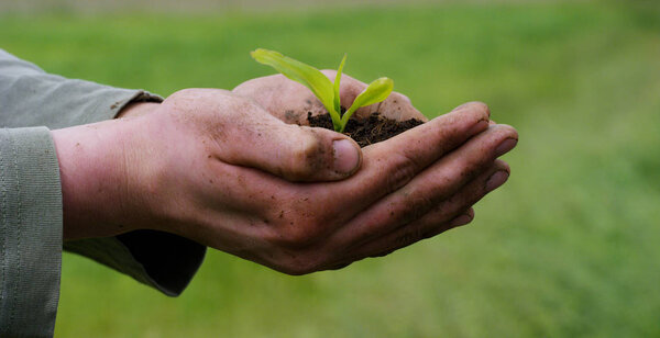 A man holds a biological sprout of life in his labor hands with the ground for planting, on a green background, concept: lifestyle, farming, ecology, bio, love, tradition, new life.