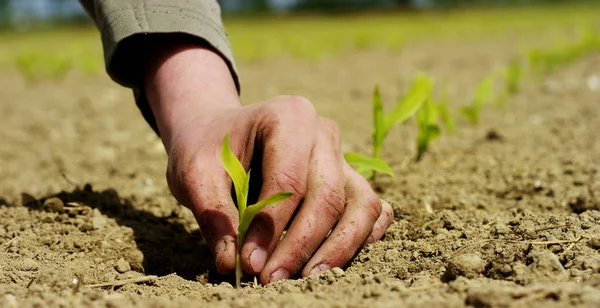 El hombre sostiene el brote biológico de la vida en sus manos de trabajo y las plantas en el suelo en los campos de trabajo, sobre un fondo marrón, concepto: estilo de vida, agricultura, ecología, bio, amor, tradición, plantación, nueva vida . — Foto de Stock