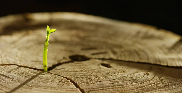 Em um toco molhado há um novo broto com a vida, uma atmosfera mágica, no fundo da terra escura, um conceito: salvar o planeta, nova vida, ecologia, bio, amor, tradição, meio ambiente, pessoas futuras . — Fotografia de Stock