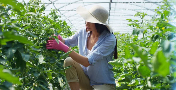 Uma menina bonita em um chapéu de palha e em luvas de borracha rosa, verifica os legumes em uma estufa. Conceito: produtos biológicos, produtos naturais, frescos, deliciosos, frutas, legumes, crescer, água, plantas . — Fotografia de Stock