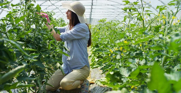 Piękna dziewczyna w słomkowym kapeluszu i w różowe gumowe rękawice, sprawdza, czy warzyw w szklarni. Koncepcja: bio produkty, produkty naturalne, świeże, pyszne, owoce, warzywa, rosnąć, woda, rośliny. — Zdjęcie stockowe