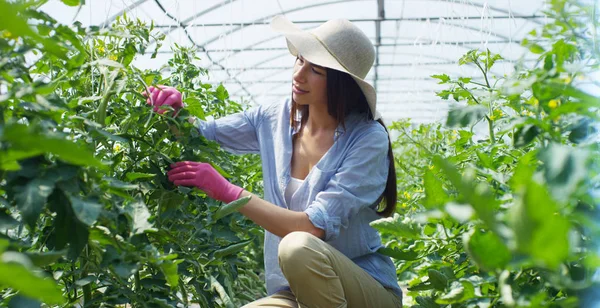 Una hermosa chica con un sombrero de paja y guantes de goma rosa, comprueba las verduras en un invernadero. Concepto: bio productos, productos naturales, frescos, deliciosos, frutas, verduras, crecer, agua, plantas . — Foto de Stock