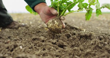 Çiftçi bir biyolojik ürün soğan, elleri ve soğan ile toprak kirli tutuyor. Konsept: Biyoloji, Biyoloji Ürünleri, biyo ekoloji, büyümek sebze, vejetaryen, doğal temiz ve taze ürün.