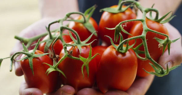 Ręka wystawy rolnik włoskie czerwone pomidory właśnie pobierane z jego ziemi. Ekologiczne pomidory są oryginalne i uprawiana przez rolnika opieki. Koncepcja: Włoski, rolnictwo, pomidor, natura — Zdjęcie stockowe