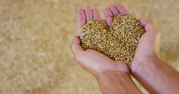 Manos de un joven agricultor se levantan y se mezclan en extrema cámara lenta un poco de cereales, cebada, deletreado, maíz para controlar la calidad del trigo. concepto de alimentación y bio. conexión  . — Foto de Stock
