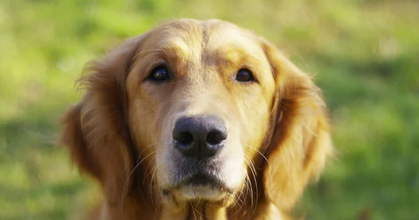 Retrato de um belo cão Golden Retriever com um pedigree e um bom casaco.. O cão puro é cercado por vegetação e parece camera.Concept beleza, maciez, pedigree . — Fotografia de Stock