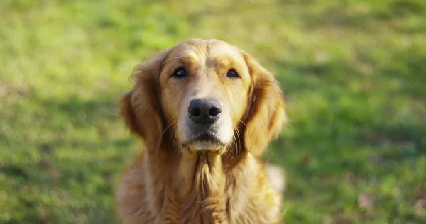 Portrait of a beautiful Golden Retriever dog with a pedigree and a good coat just brushed.. The dog purebred is surrounded by greenery and looks camera.Concept beauty, softness, pedigree. — Stock Photo, Image