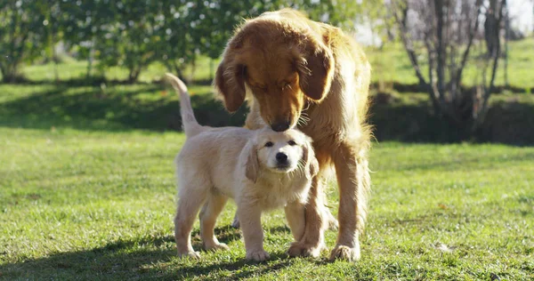 I cuccioli Golden Retriever si riproducono con pedigree giocando, correndo rotolano nell'erba al rallentatore. concetto di morbidezza, amore per gli animali, famiglia, cuccioli e cane . — Foto Stock