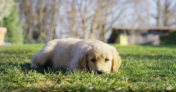 Portretul unui cățeluș frumos de câine Golden Retriever cu un pedigree și o haină bună doar periată. Câinele de rasă pură este înconjurat de verdeață și arată camera.Concept frumusețe, moliciune, pedigree, catelus — Fotografie, imagine de stoc