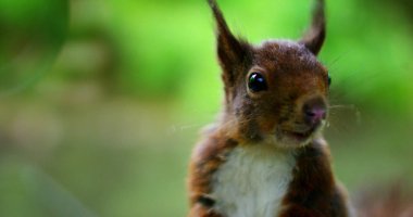 Bir sincap yemek yiyor ve yavaş hareket fantastik bir yer arar