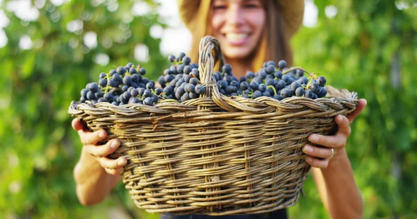 Meisje in September voor de oogst van wijngaarden, verzamelt de geselecteerde druif trossen in Italië voor de grote oogst. biologische begrip-id, biologisch voedsel en wijn handgemaakte — Stockfoto