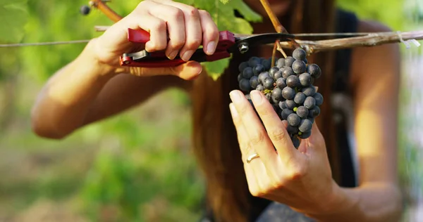 Flicka i September att skörda vingårdar, samlar utvalda druvan klasar i Italien för great harvest. biologiska begrepps-id, ekologisk mat och gott vin handgjorda — Stockfoto