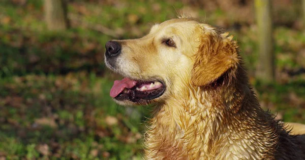 Porträt eines wunderschönen Golden Retriever Hundes mit Stammbaum und gutem Fell, das gerade gebürstet wurde. Der reinrassige Hund ist von viel Grün umgeben und sieht kamera.Konzept Schönheit, Weichheit, Stammbaum. — Stockfoto