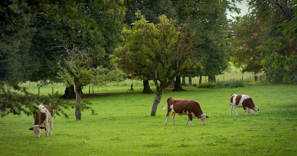 Freie braun gefleckte Kühe, die frisches Gras auf einer grünen Wiese in 4k weiden — Stockfoto