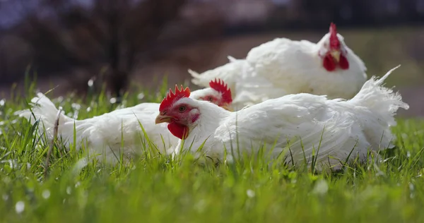 Super slow motion macro of a couple of white hens on a farmland (close up) — Stock Photo, Image