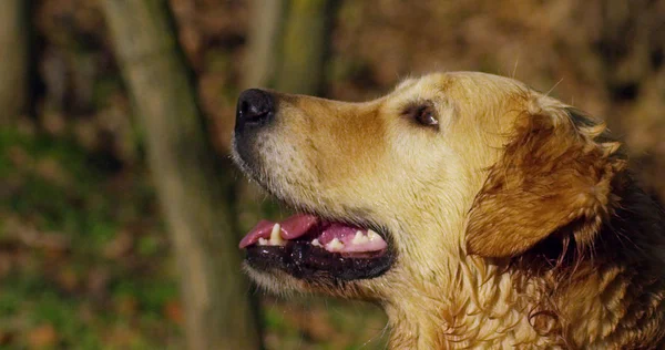 Portrait of a beautiful Golden Retriever dog with a pedigree and a good coat just brushed.. The dog purebred is surrounded by greenery and looks camera.Concept beauty, softness, pedigree. — Stock Photo, Image