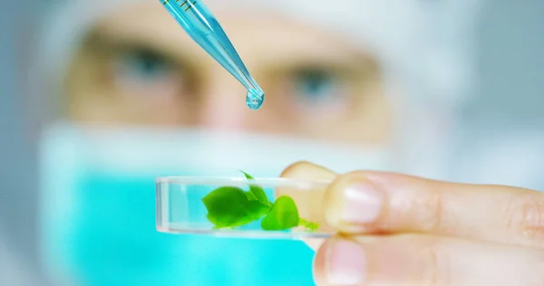 Een wetenschapper in een laboratorium analyseert de bodem en de planten binnen voor het verzamelen van de plant Dna. Concept: analyse, dna, bio, microbiologie, augmented reality, biochemie, immersieve technologie — Stockfoto