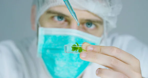 Ученый в лаборатории анализирует почву и растения внутри, чтобы собрать ДНК растения. Концепция: анализ, ДНК, био, микробиология, дополненная реальность, биохимия, иммерсивные технологии — стоковое фото
