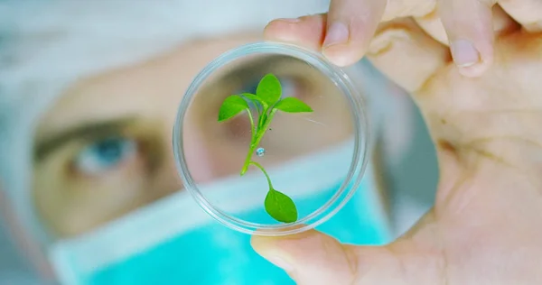 Un scientifique dans un laboratoire analyse le sol et les plantes à l'intérieur pour recueillir l'ADN de la plante. Concept : analyse, ADN, bio, microbiologie, réalité augmentée, biochimie, technologie immersive — Photo
