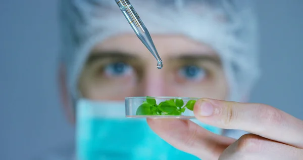 Um cientista em um laboratório analisa o solo e as plantas dentro para coletar o DNA da planta. Conceito: análise, dna, bio, microbiologia, realidade aumentada, bioquímica, tecnologia imersiva — Fotografia de Stock