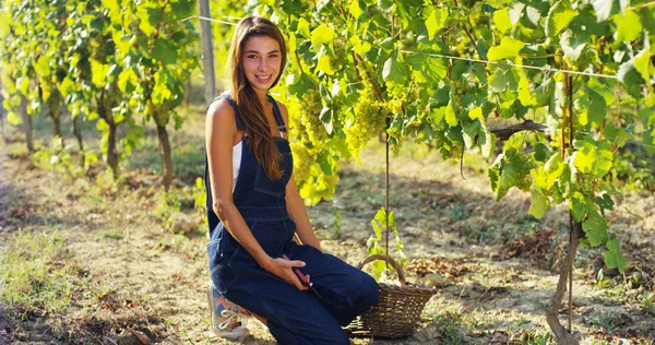 Niña en septiembre para cosechar viñedos, recoge los racimos de uva seleccionados en Italia para la gran cosecha. concepto biológico id, alimentos ecológicos y vino fino hecho a mano — Foto de Stock