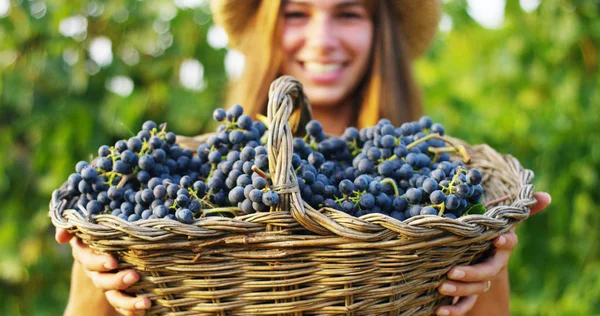 女孩在 9 月收获的葡萄园，收集所选的葡萄串在意大利为很大的收获。生物学的概念 id、 有机食品和美酒手工制作 — 图库照片