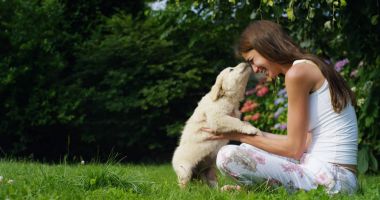 ihale anne çim güneşli bir günde bir tatlı yavru golden retriever güzel bir bahçe ile oynamak. köpek ve vitamin veya sağlıklı köpek kavramı için dostluk kavramı. mutluluk doğa hayvan