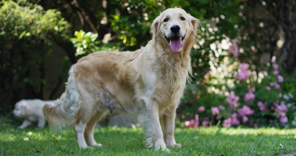 Schönes Weibchen von Golden Retriever steht auf dem Gras in einem schönen Garten an einem sonnigen Tag — Stockfoto