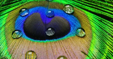 yakın çekim veya makro renkli tavus kuşu, tüy üzerinde bir damla ile. Tavus kuşu tüy renkleri ve dokuları dolu güzel ve dekore edilmiş olur. Konsept: renk doğruluğu, doğa, renkleri gökkuşağı.