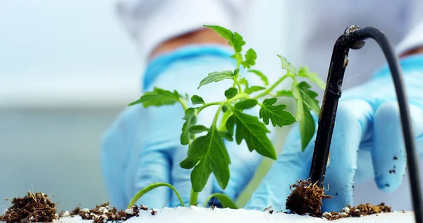 A scientist in a laboratory analyzes the soil and the plants inside to collect the plant DNA. Concept: analysis, dna, bio, microbiology, augmented reality, biochemistry, immersive technology — Stock Photo, Image