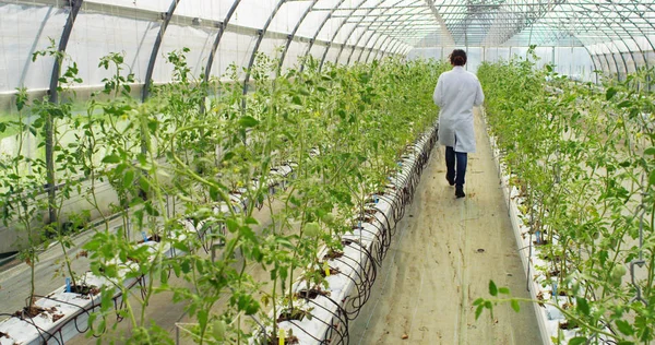 Estufa no verão onde você coletar as plantas recém-nascidas na estufa como eles crescem outras plantas — Fotografia de Stock