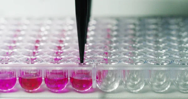 In a laboratory, a scientist with a pipette analyzes a colored liquid to extract the DNA and molecules in the test tubes. Concept: research, biochemistry, nature, pharmaceutical medicine